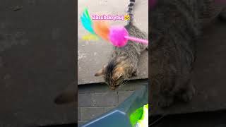 Kocurek KitKat już na nogach 👋🐱 ciekawostki cat kot viralvideo shorts fanfact [upl. by Aikim294]