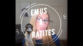 Emus amp Ratites [upl. by Jewett]