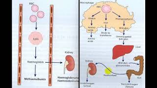 HEMOGLOBINURIA [upl. by Rhetta]