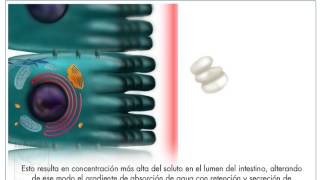 Diarrea osmótica [upl. by Atcele]