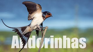 Características das Andorinhas Hirundo Rustica 😍 Curiosidades Canto e Vôo [upl. by Haraf682]