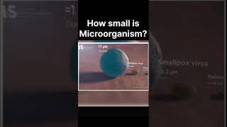 How Small Are Microorganisms Prepare to Be MindBlown 🌍🔬 MicroWorld ScienceFacts MindBlown [upl. by Greyso]