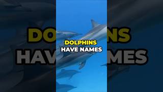 How Dolphins Call Each Other by Name shorts animals dolphin [upl. by Eizzo31]