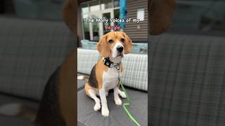 The Many Voices of my Beagle 😃 beaglelife beagletales [upl. by Tung]