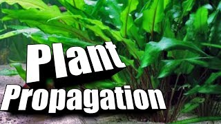 How to quotPropagatequot Cryptocorynes  Easy Guide to Aquarium Plants [upl. by Eimorej235]