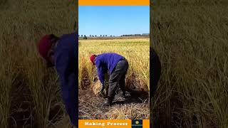 The Process Of Harvesting The Rice Crop [upl. by Ettevahs458]