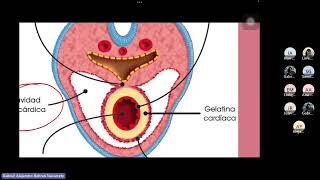 Embriología de Sistema Cardiovascular 1 [upl. by Akinahs]