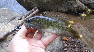 Fishing for Tallapoosa Bass in an Alabama Stream [upl. by Anerol745]