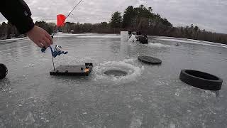 Finicky Fooler Hooksetter in action [upl. by Braden]