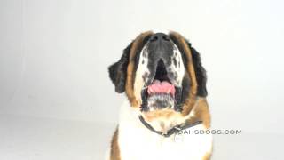 Saint Bernard Close Up  Noahs Dogs [upl. by Hoffmann]