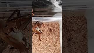 Camel spider vs Giant Katydid [upl. by Neyuh662]