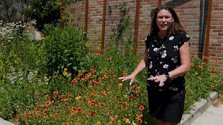 Get It Growing Mesa Gaillardia is an excellent pollinator plant [upl. by Beckman]