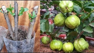 Esquejes de Guayaba  COMO TENER GUAYABA en MACETA Produciendo muchos FRUTOS [upl. by Aliek637]