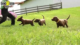 Friendly Labrador Retriever Puppies [upl. by Mccollum]