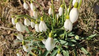 Kleines Schneeglöckchen Galanthus nivalis Zierpflanze März Frühling Niederösterreich Garten Snowdrop [upl. by Steinman]