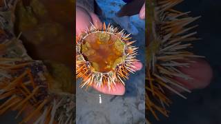 Eating RAW Sea Urchin [upl. by Clere15]