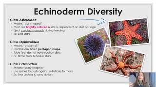 Phylum Echinodermata updated [upl. by Manchester]