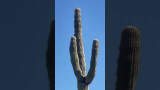 Picacho Peak State Park [upl. by Zahc]