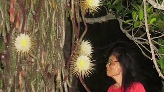 Hidden Secrets  The Night Blooming Cereus [upl. by Cirenoj]