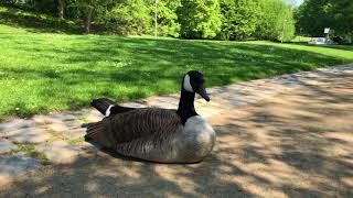 Spaziergang im Luisenpark im Aprilsommer [upl. by Huntington]