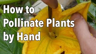 Hand Pollination How to Pollinate Plants by Hand [upl. by Slayton]