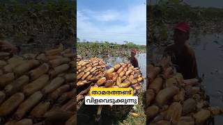 ടൺക്കണക്കിന് കഴിക്കുന്ന താമരതണ്ട് lotus rhizomes cultivation malayalam shorts [upl. by Aicylla539]