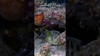 Fimbriated Moray shorts scubadiving indonesia [upl. by Suivart]