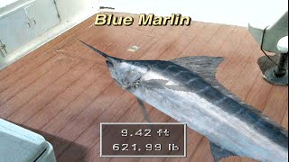 Reel Fishing IIFish Eyes II  All Fish Playthrough Part 8 [upl. by Faun]