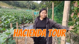 I tour ko kayo sa aking Hacienda ng eggplant [upl. by Rockwood]