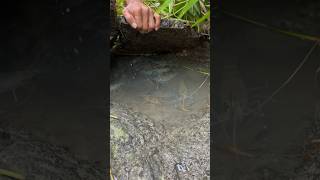 Shrimp hunting seafood catching shrimptrendingshorts [upl. by Aicinad]