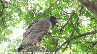 Oriental Honeybuzzard Pernis Ptilorhynchus torquatus  Male  Chiu S C DSCN2320 [upl. by Ocram]