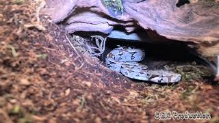 Red tail boa [upl. by Whale]