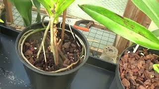 Angraecum Crestwoodparentage and Angaecum cultivation [upl. by Luann]