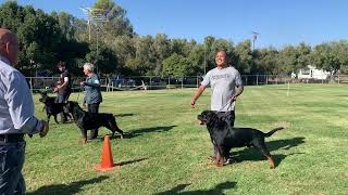 2024Nov10  Table Mountain Rottweiler Klub  Champion Males [upl. by Bathsheeb]