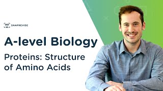 Proteins Structure of Amino Acids  Alevel Biology  OCR AQA Edexcel [upl. by Wolk487]