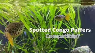 Spotted Congo Puffers Compatible [upl. by Elletsirk]