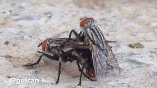 Housefly are mating  UNBELIEVABLE [upl. by Gere]