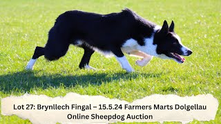 Lot 27 Brynllech Fingal – 15524 Farmers Marts Dolgellau Online Sheepdog Auction [upl. by Lateh792]