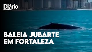 Baleia jubarte é vista na orla de Fortaleza [upl. by Ilram508]