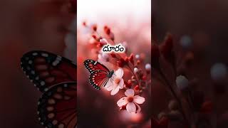 Dhooram kariginaa song whatsapp status telugu whatsapp status song [upl. by Weatherby]