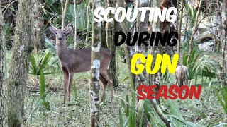 Florida Public Land Swamp Hunting  How I Slip Hunt Scout [upl. by Edmondo702]