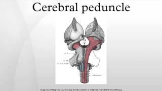 Cerebral peduncle [upl. by Githens921]