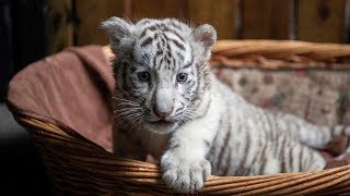 Cute alert White tiger triplets make first public appearance in SW China [upl. by Snebur]