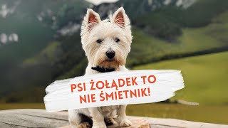 PSI ŻOŁĄDEK TO NIE ŚMIETNIK [upl. by Key]