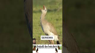 Cantos que lembram a roça lendasdoencarte aves passaros brasil fauna flora birdsounds [upl. by Petrie]