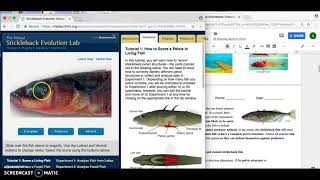 Modified Stickleback Evolution Lab [upl. by Atsyrhc]