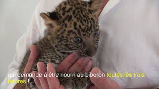 Oliver un bébé léopard rejoint le zoorefuge La Tanière de NogentlePhaye [upl. by Diarmuid771]