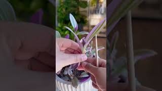 Tradescantia Nanouk plants propagation garden indoorplants plantcare gardening plantas plant [upl. by Avigdor]