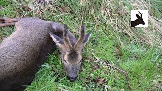 First roebuck 2012 season Roe deer stalking in Scotland [upl. by Rodriguez]