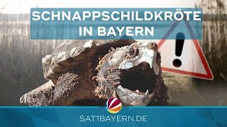 Mehr Schnappschildkröten nach Hochwasser Gefährlich oder harmlos [upl. by Ogawa]